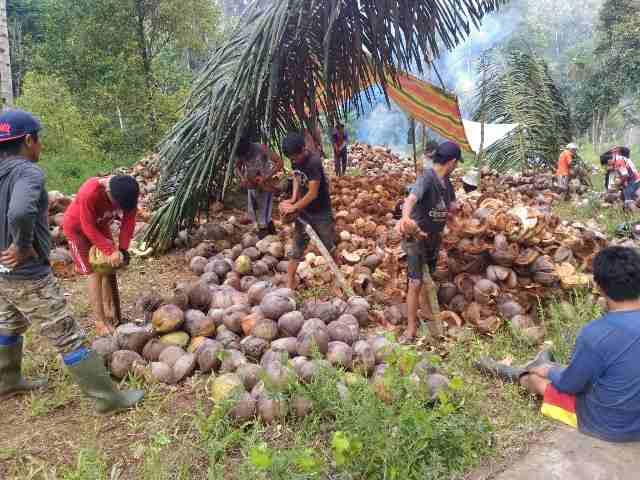 Kelapa & Kopra